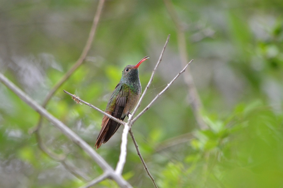 Beigebukad kolibri